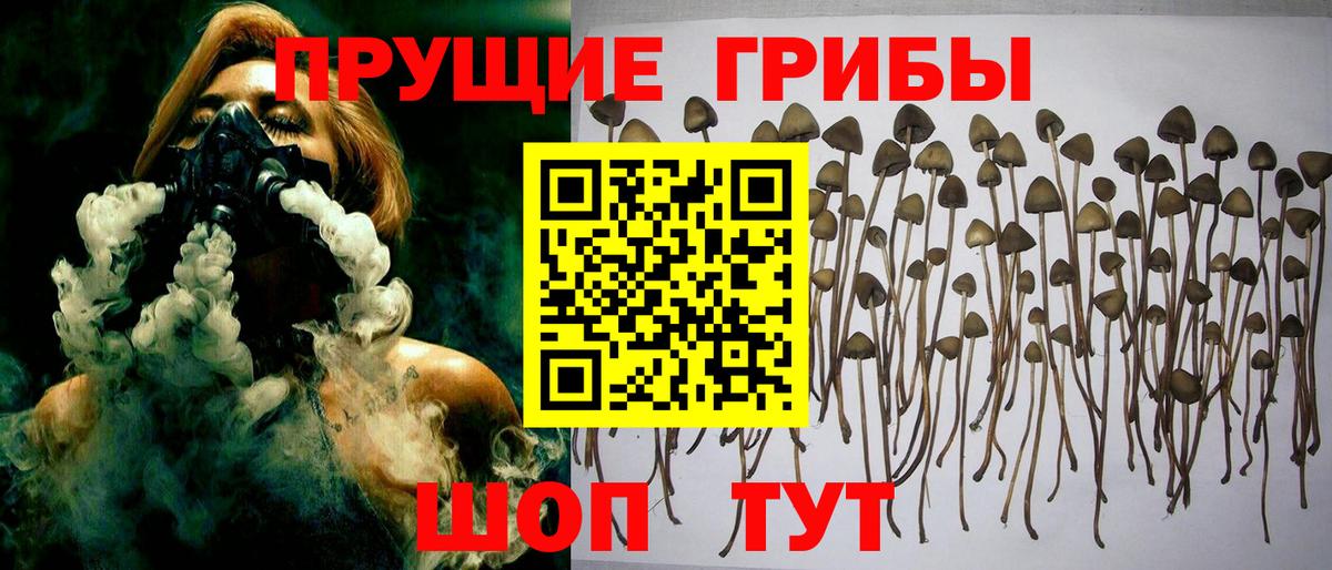 Гай  Псилоцибиновые грибы прущие грибы  хочу   Вход с VPN  Галлюциногенные грибы MAGIC MUSHROOMS 